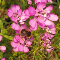 Iberis 'Absolutely Amethyst'